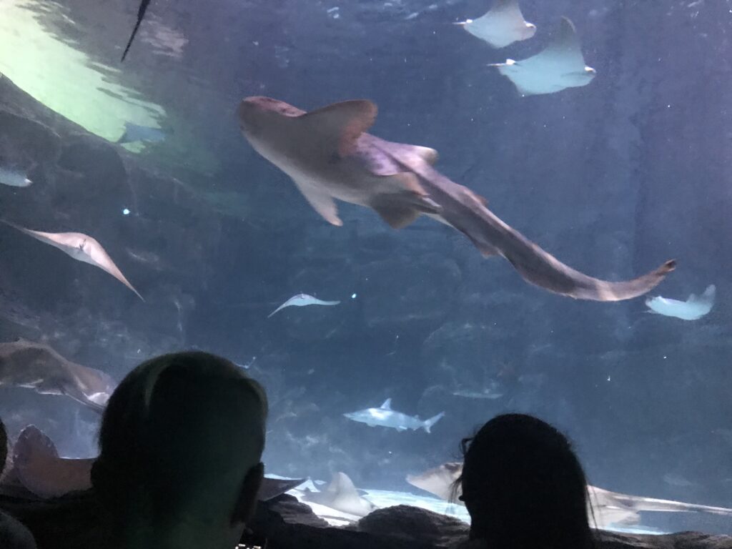 Visitors watch sharks, rays, and fish through a large aquarium window.